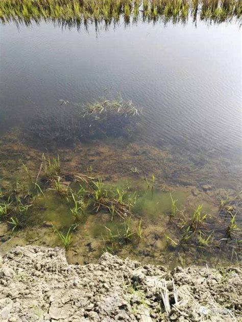 青苔養殖|青苔的養殖方法和注意事項